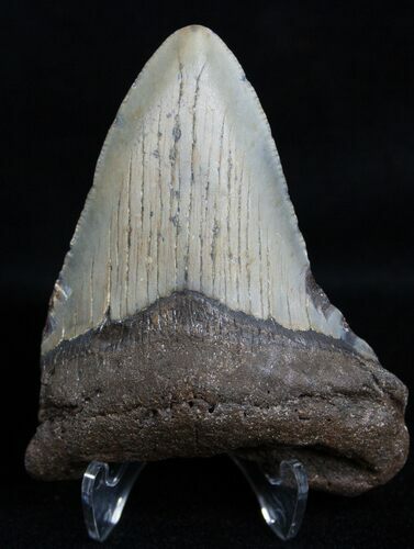 Bargain / Inch Megalodon Tooth #2338